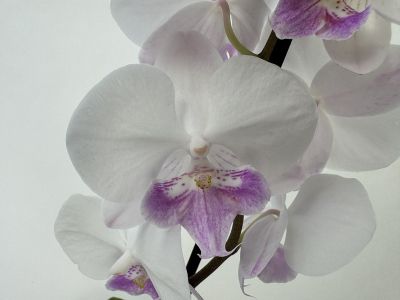 Close-up of flowering Phalaenopsis Mia orchids: delicate, white petals surrounding a striking centre with purple and yellow markings. The elegant flowers are arranged in a raceme against a light-coloured background.